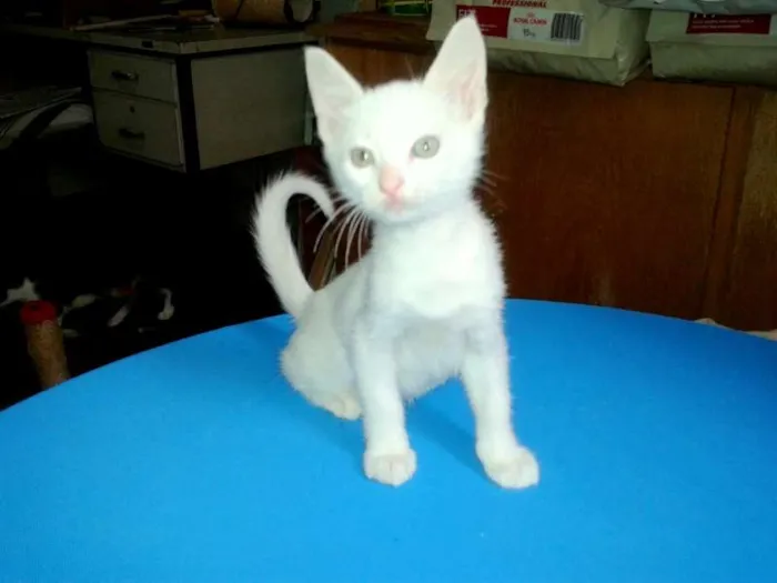 Gato ra a SRD idade Abaixo de 2 meses nome Milk
