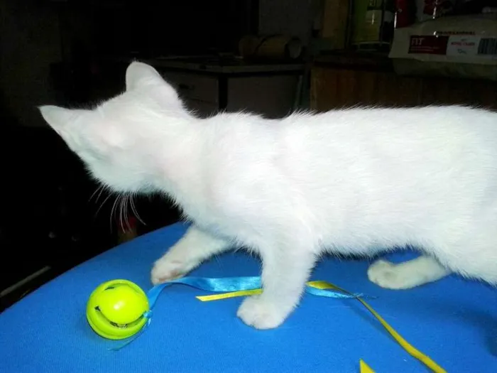 Gato ra a SRD idade Abaixo de 2 meses nome Milk