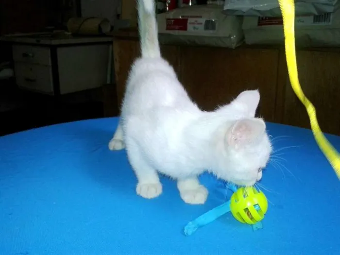 Gato ra a SRD idade Abaixo de 2 meses nome Milk