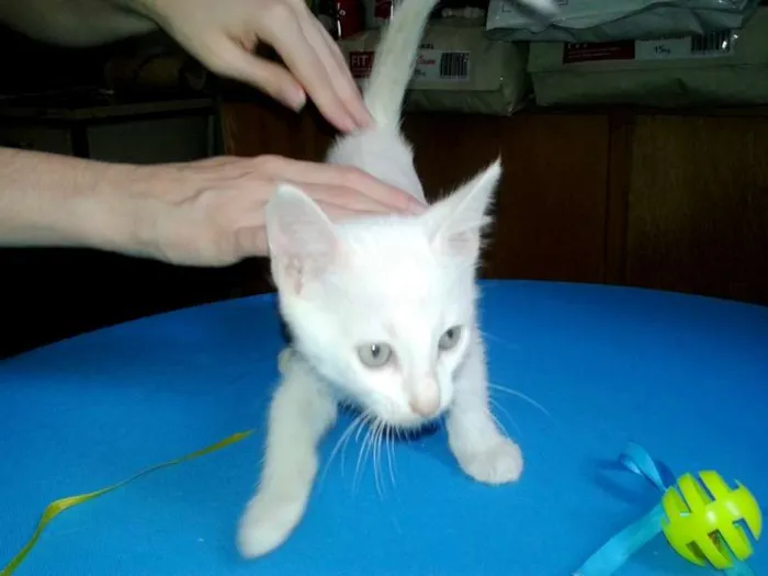 Gato ra a SRD idade Abaixo de 2 meses nome Milk