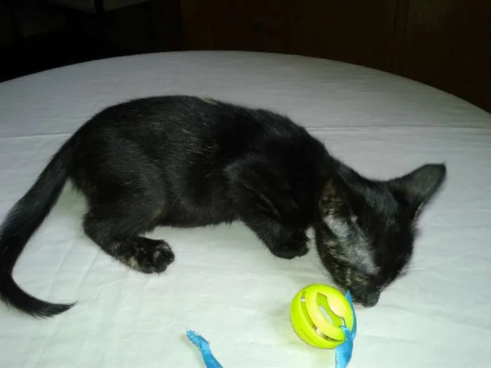 Gato ra a SRD idade Abaixo de 2 meses nome Lindt