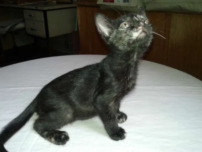 Gato ra a SRD idade Abaixo de 2 meses nome Lindt