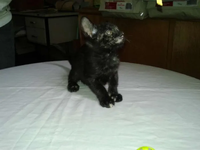 Gato ra a SRD idade Abaixo de 2 meses nome Lindt