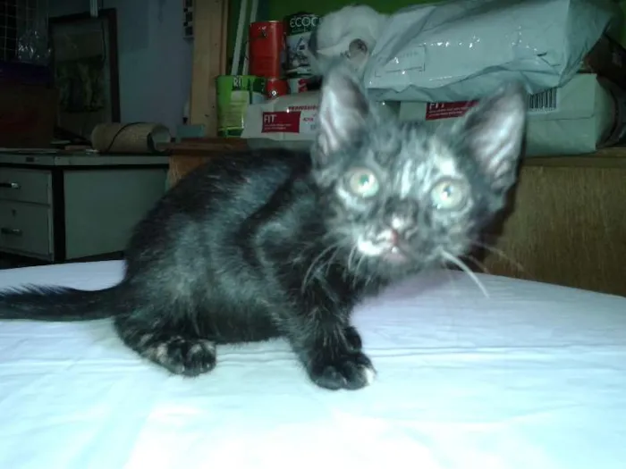 Gato ra a SRD idade Abaixo de 2 meses nome Lindt