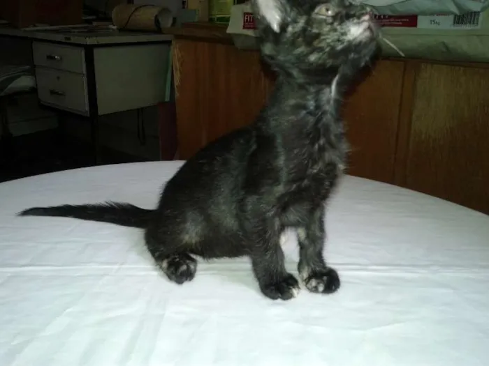 Gato ra a SRD idade Abaixo de 2 meses nome Lindt