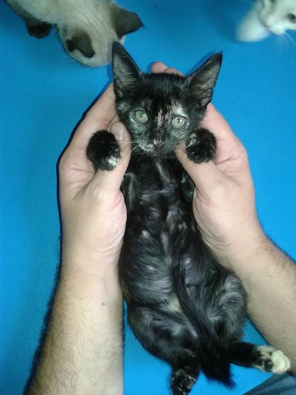 Gato ra a SRD idade Abaixo de 2 meses nome Lindt
