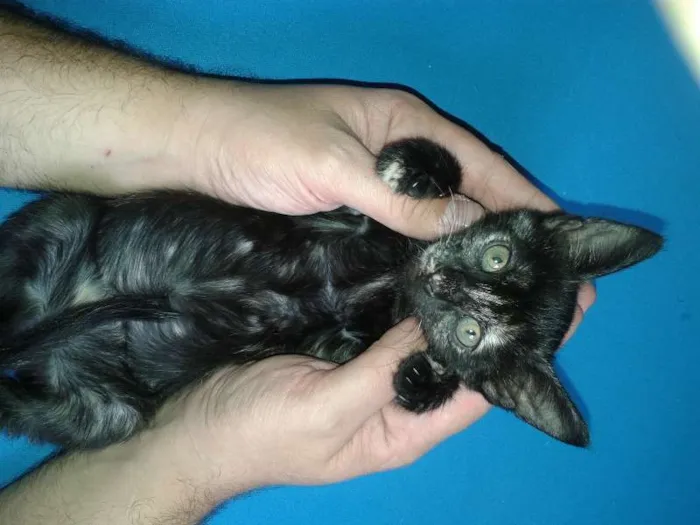 Gato ra a SRD idade Abaixo de 2 meses nome Lindt