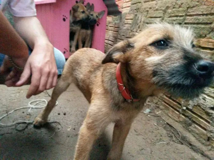 Cachorro ra a Vira lata  idade 2 a 6 meses nome Eles não tem nome a