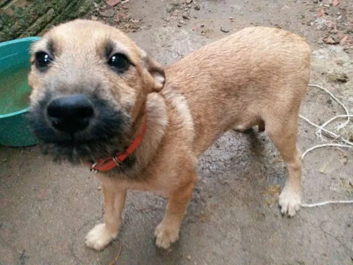 Cachorro ra a Vira lata  idade 2 a 6 meses nome Eles não tem nome a
