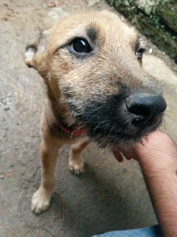 Cachorro ra a Vira lata  idade 2 a 6 meses nome Eles não tem nome a