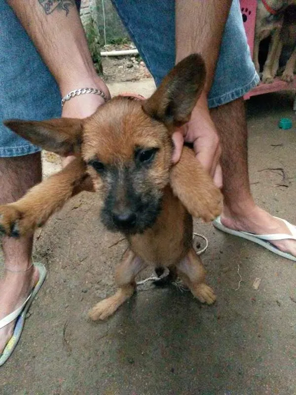 Cachorro ra a Vira lata  idade 2 a 6 meses nome Eles não tem nome a