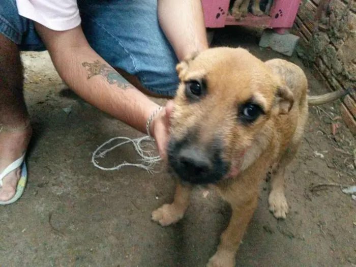 Cachorro ra a Vira lata  idade 2 a 6 meses nome Eles não tem nome a