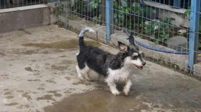Cachorro ra a SRD idade  nome MANU