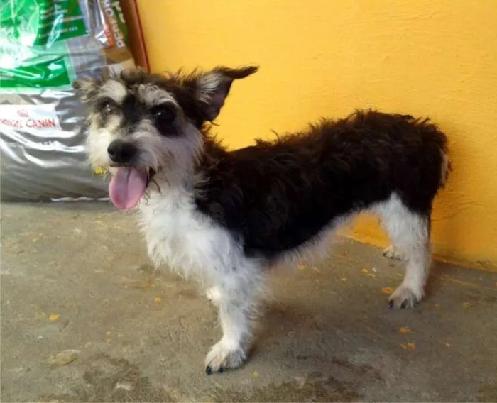 Cachorro ra a SRD idade  nome MANU