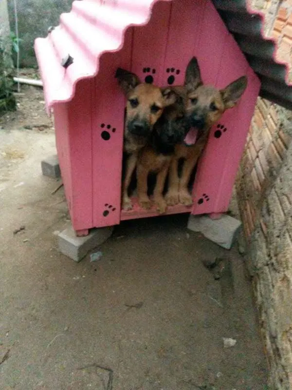 Cachorro ra a Vira lata  idade 2 a 6 meses nome Eles não tem nome a