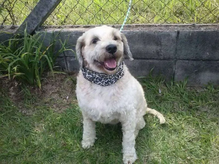 Cachorro raça POODLE idade  nome DUDA