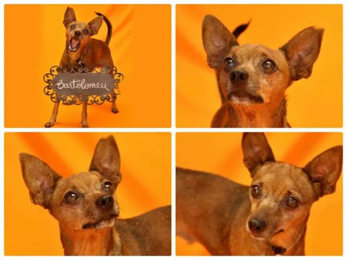 Cachorro raça PINSCHER idade 5 anos nome BARTOLOMEU