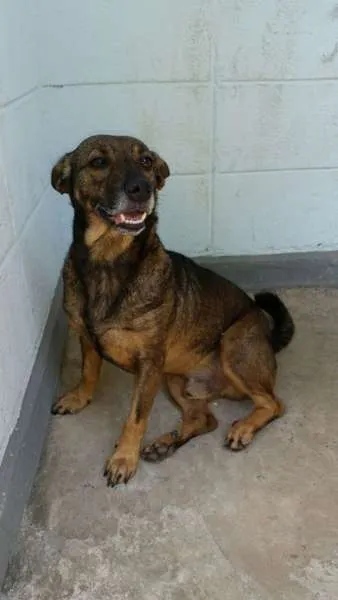 Cachorro ra a SRD idade 3 anos nome DEXTER