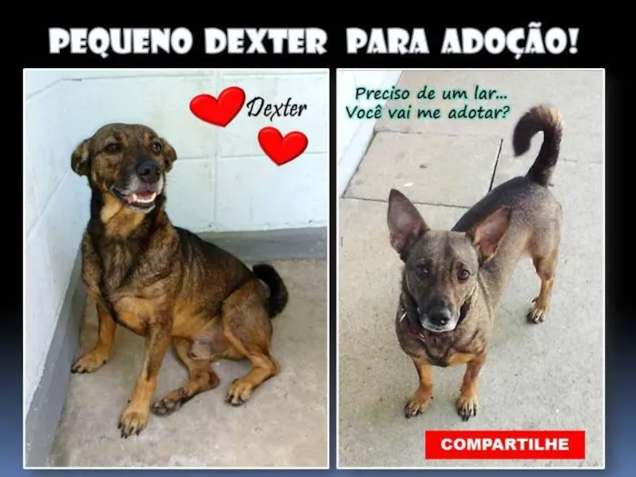 Cachorro ra a SRD idade 3 anos nome DEXTER