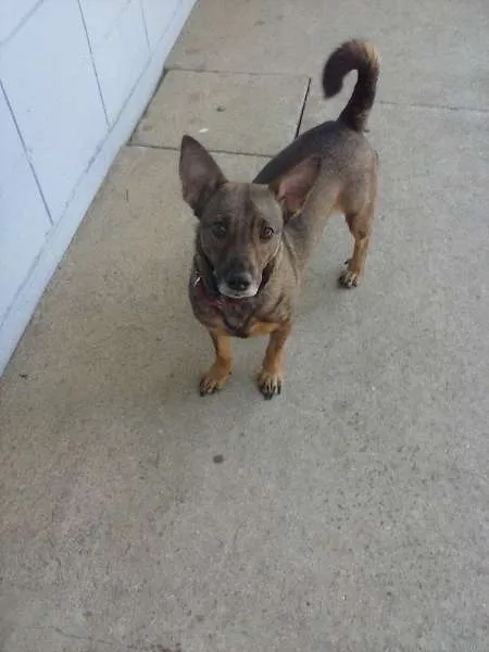 Cachorro ra a SRD idade 3 anos nome DEXTER