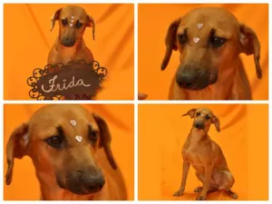Cachorro raça SRD idade 5 anos nome FRIDA