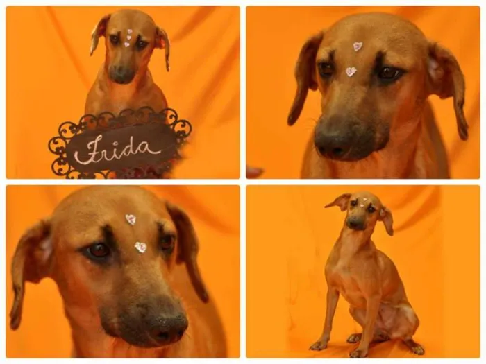 Cachorro ra a SRD idade 5 anos nome FRIDA