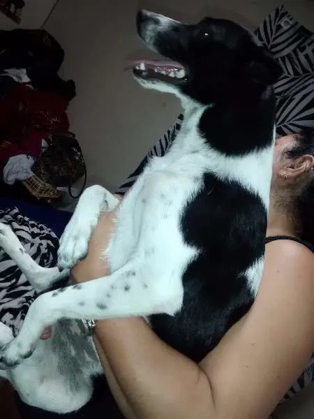 Cachorro ra a vira latas idade 1 ano nome n sei