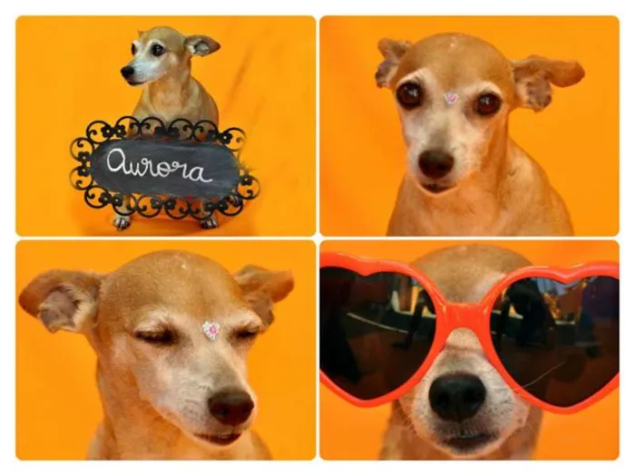Cachorro ra a PINSCHER idade 6 ou mais anos nome AURORA