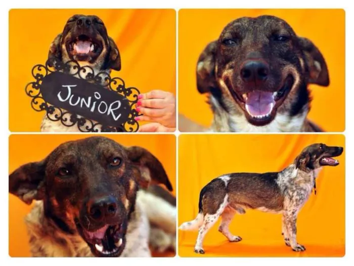 Cachorro ra a SRD idade 2 anos nome JUNIOR