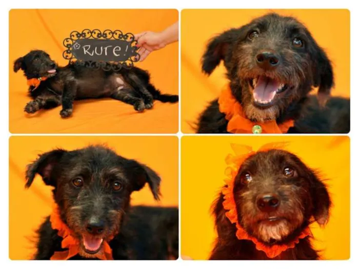 Cachorro ra a SRD idade 3 anos nome RUTE