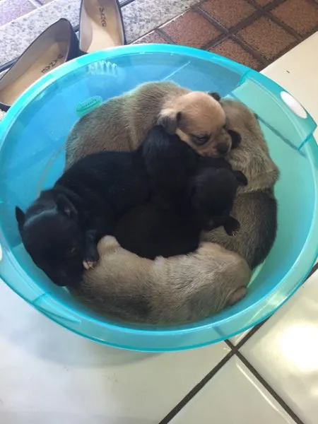 Cachorro ra a Vira lata idade Abaixo de 2 meses nome Não tem