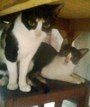 Gato raça Normal idade 6 ou mais anos nome Nick/Maya