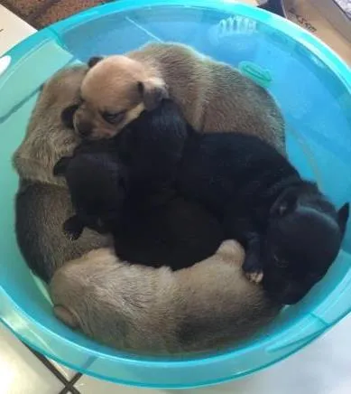 Cachorro ra a Vira lata idade Abaixo de 2 meses nome Não tem