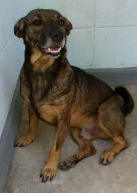 Cachorro ra a SRD idade 3 anos nome DEXTER