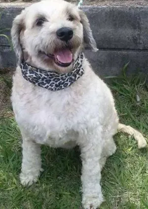 Cachorro raça POODLE idade  nome DUDA