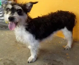 Cachorro raça SRD idade  nome MANU