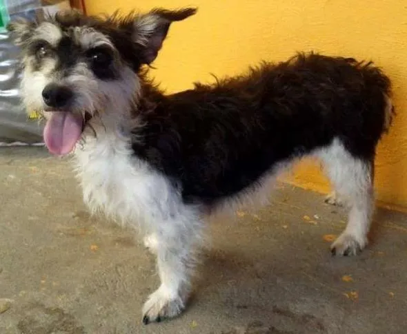 Cachorro ra a SRD idade  nome MANU