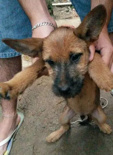 Cachorro ra a Vira lata  idade 2 a 6 meses nome Eles não tem nome a