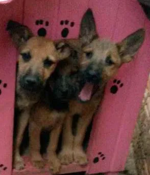 Cachorro ra a Vira lata  idade 2 a 6 meses nome Eles não tem nome a