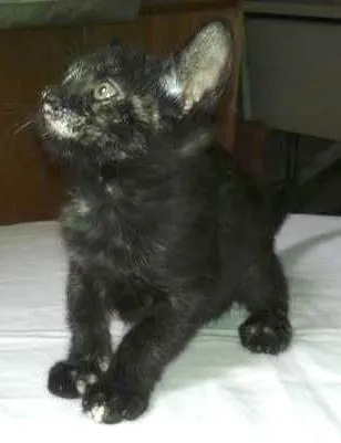 Gato ra a SRD idade Abaixo de 2 meses nome Lindt