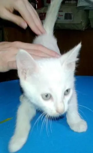 Gato raça SRD idade Abaixo de 2 meses nome Milk