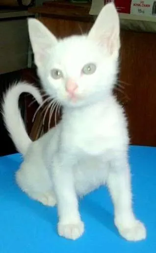 Gato ra a SRD idade Abaixo de 2 meses nome Milk