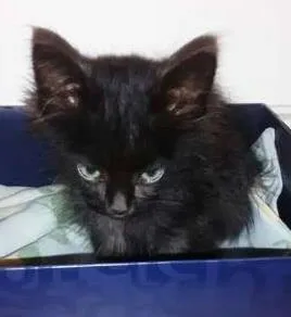 Gato raça srd idade Abaixo de 2 meses nome Sem nome