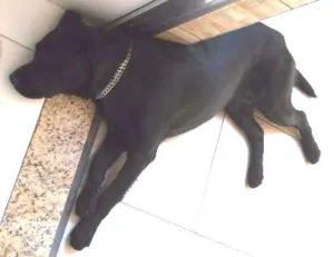 Cachorro raça Labrador idade 1 ano nome Bob