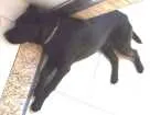 Cachorro raça Labrador idade 1 ano nome Bob