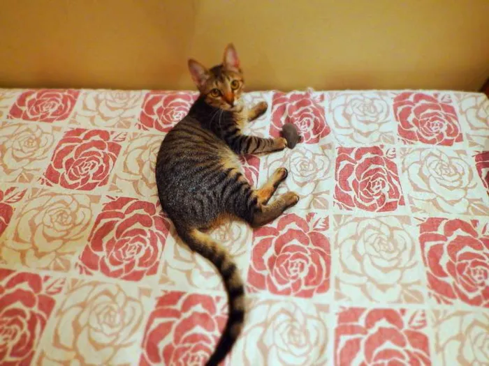 Gato ra a SRD idade 1 ano nome Pandora - castrada,