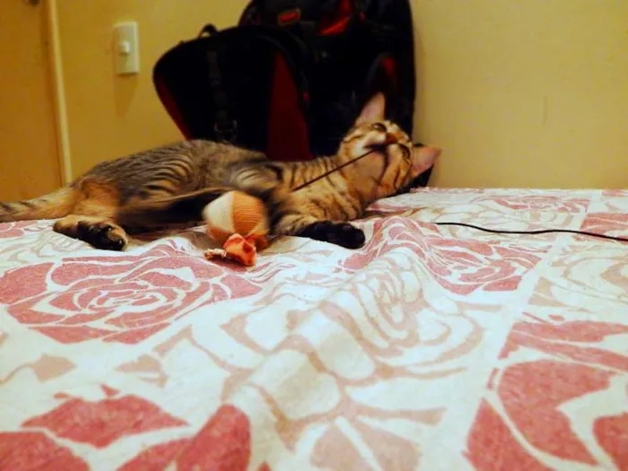 Gato ra a SRD idade 1 ano nome Pandora - castrada,