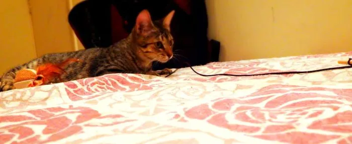 Gato ra a SRD idade 1 ano nome Pandora - castrada,