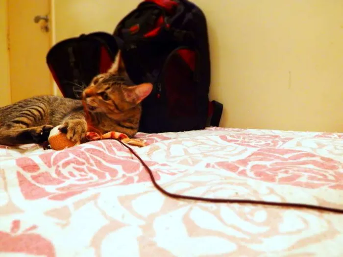 Gato ra a SRD idade 1 ano nome Pandora - castrada,