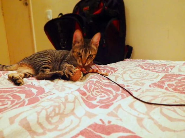 Gato ra a SRD idade 1 ano nome Pandora - castrada,